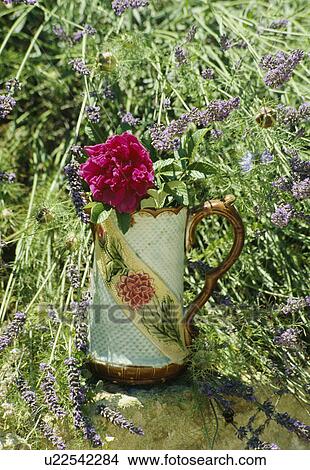 Picture - Still life of red roses. Fotosearch