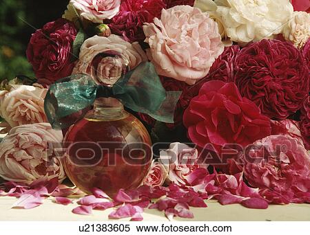 Still life of red roses View Large Photo Image Stock Photography - Still life of red roses. Fotosearch