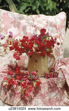 Still-Life of red sweepeas and pink cushion View Large Photo Image Picture - Still-Life of red sweepeas and pink cushion. Fotosearch