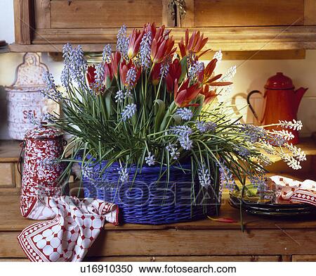 Stock Image - Still-life of red tulips and blue muscari in blue basket. Fotosearch