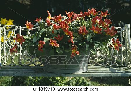 Still-Life of red tulips in metal pot View Large Photo Image Stock Image - Still-Life of red tulips in metal pot. Fotosearch