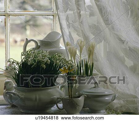 Stock Photo - Still-Life of snowdrops. Fotosearch