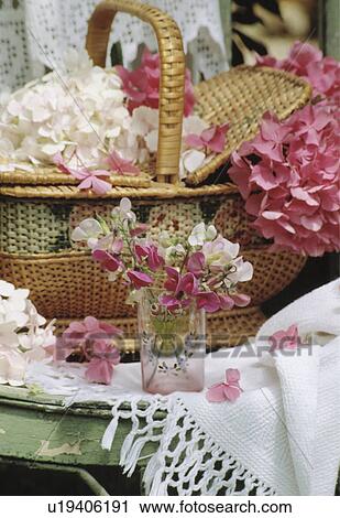 Still-Life of sweetpeas and basket of pink hydrangeas View Large Photo Image Stock Image - Still-Life of sweetpeas and basket of pink hydrangeas. Fotosearch