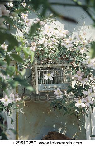 Still-Life of white clematis View Large Photo Image Stock Image - Still-Life of white clematis. Fotosearch