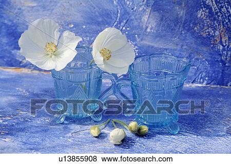 Stock Photo - Still-Life of white flowers and blue glass jugs. Fotosearch