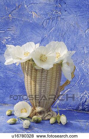 Stock Photo - Still-Life of white flowers in vase. Fotosearch