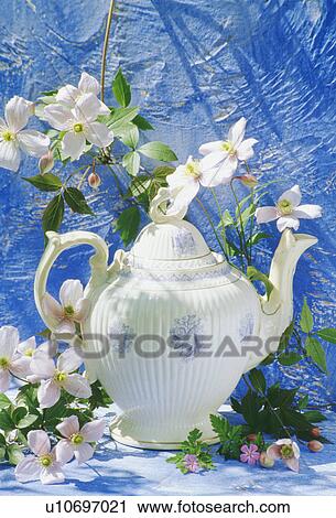 Stock Image - Still-Life of white teapot and clematis. Fotosearch