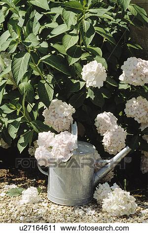 Still-Life of white viburnum and watering can View Large Photo Image Stock Image - Still-Life of white viburnum and watering can. Fotosearch
