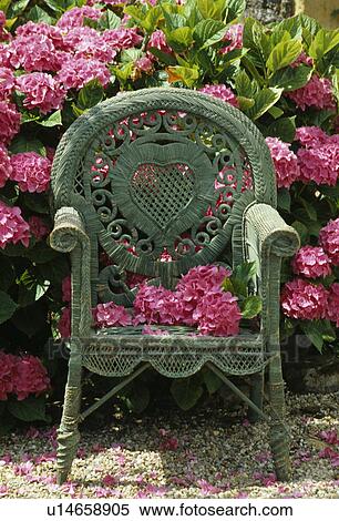 Still-Life of wicker chair and pink hydrangeas View Large Photo Image Stock Photography - Still-Life of wicker chair and pink hydrangeas. Fotosearch
