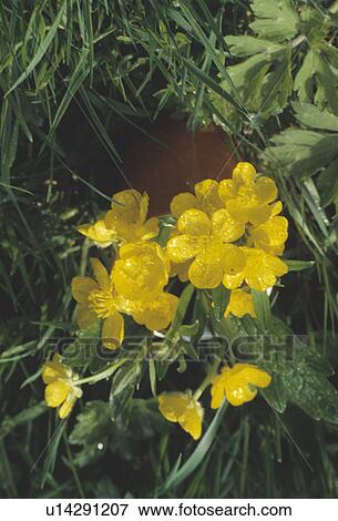 Still-Life of yellow buttercups View Large Photo Image Stock Photo - Still-Life of yellow buttercups. Fotosearch