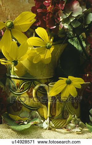 Still-Life of yellow rudbeckia and jugs View Large Photo Image Stock Image - Still-Life of yellow rudbeckia and jugs. Fotosearch