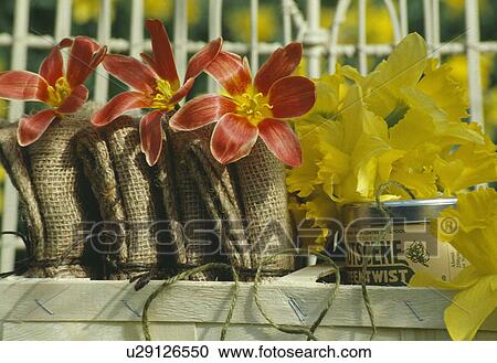 Stock Image - Still-Life of yellow tulips and orange lilies. Fotosearch
