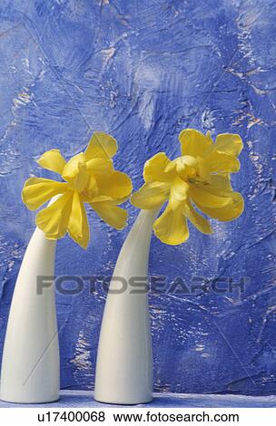 Stock Photo - Still-Life of yellow tulips in white vases. Fotosearch
