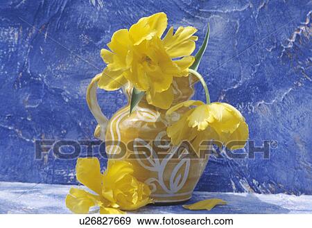 Still-Life of yellow tulips in yellow jug View Large Photo Image Stock Photo - Still-Life of yellow tulips in yellow jug. Fotosearch