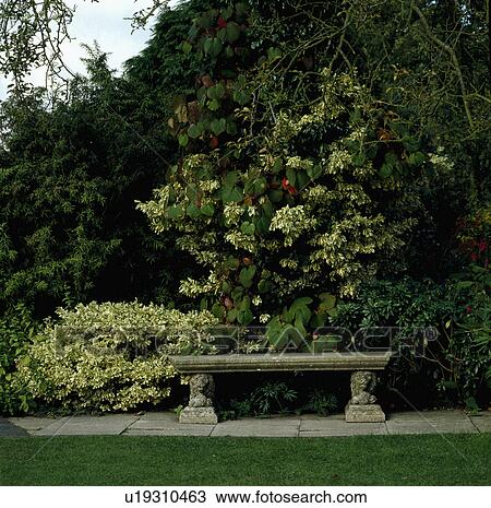Stone bench with a variagated euonymus cotrasted with a large leaved vine and dark conifers. View Large Photo Image Stock Image - Stone bench with a variagated euonymus cotrasted with a large leaved vine and dark conifers.. Fotosearch