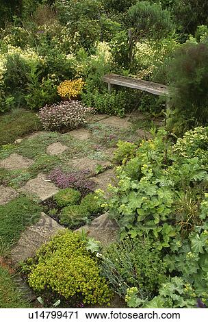 Stock Image - Stone paving in scented herb garden. Fotosearch
