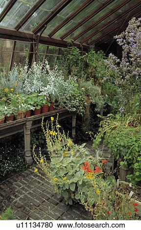 Summer flowering plants inside greenhouse View Large Photo Image Stock Image - Summer flowering plants inside greenhouse. Fotosearch