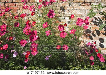 Stock Image - summer, gardens, pink, plants, flowers. Fotosearch