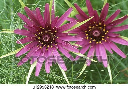 Stock Photo - summer, pink, plants. Fotosearch