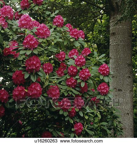 Tall deep pink rhododendron in a forest setting. View Large Photo Image Stock Image - Tall deep pink rhododendron in a forest setting.. Fotosearch