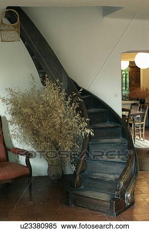 Tall grasses in pot beside curved wooden staircase in country hall View Large Photo Image Stock Photography - Tall grasses in pot beside curved wooden staircase in country hall. Fotosearch