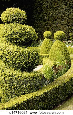 Topiary and clipped hedge in large country garden View Large Photo Image Stock Image - Topiary and clipped hedge in large country garden. Fotosearch