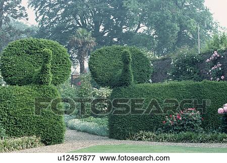 Topiary peacocks on clipped hedges in large country garden at Peckover House View Large Photo Image Stock Photo - Topiary peacocks on clipped hedges in large country garden at Peckover House. Fotosearch