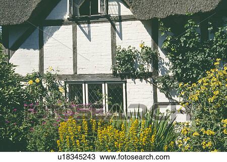 Traditional timbered white country cottage with yellow summer flowers in border View Large Photo Image Stock Image - Traditional timbered white country cottage with yellow summer flowers in border. Fotosearch