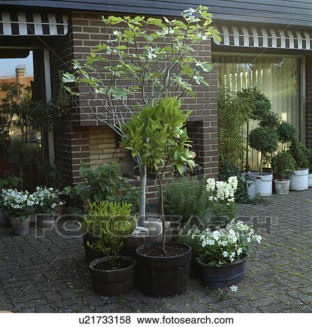 Trees and nicotiana in pots in town garden View Large Photo Image Stock Photo - Trees and nicotiana in pots in town garden. Fotosearch
