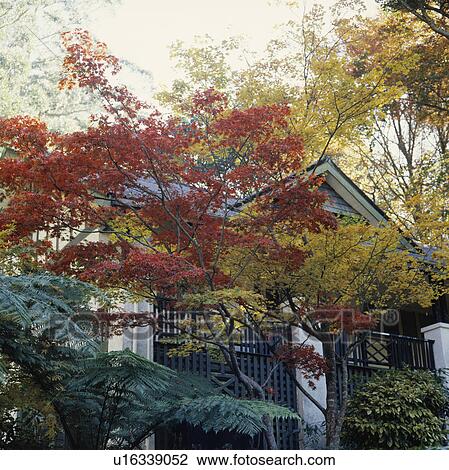 Trees in country garden in Autumn View Large Photo Image Stock Image - Trees in country garden in Autumn. Fotosearch