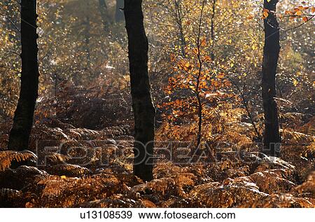 Trees in country garden in Autumn View Large Photo Image Stock Photo - Trees in country garden in Autumn. Fotosearch