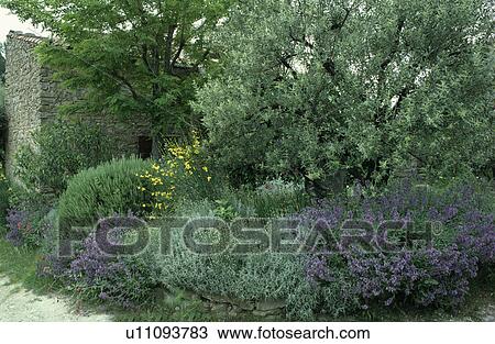 Trees in country garden in summer View Large Photo Image Stock Image - Trees in country garden in summer. Fotosearch
