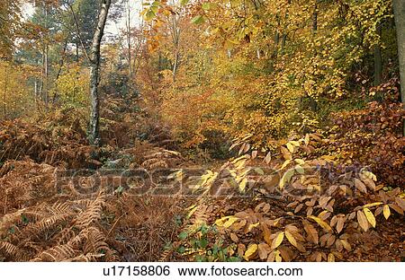 Stock Photograph - Trees in woodland garden in Autumn. Fotosearch