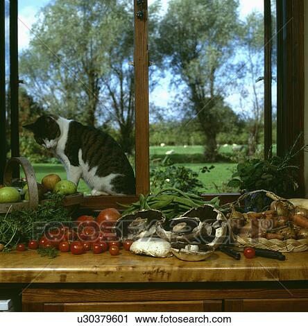 Stock Image - vegetables, cats, mushroom, tomatoes, view, food. Fotosearch