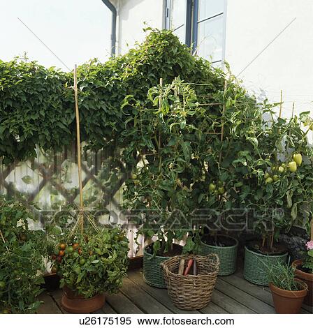 Stock Photography - Vegetables growing in pots on balcony with green climbing plant. Fotosearch