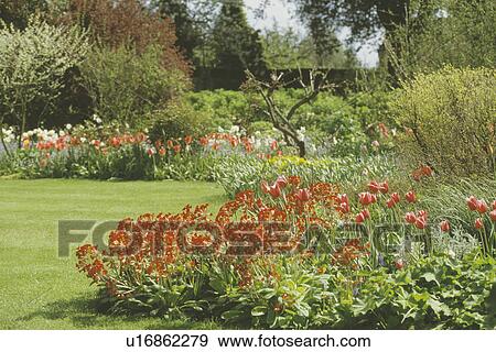 View across a lawn to a mixed shrub and perennial border with polyanthus and tulips in the foreground. View Large Photo Image Stock Photo - View across a lawn to a mixed shrub and perennial border with polyanthus and tulips in the foreground.. Fotosearch