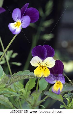 Stock Photography - viola, purple, perennial, plants. Fotosearch