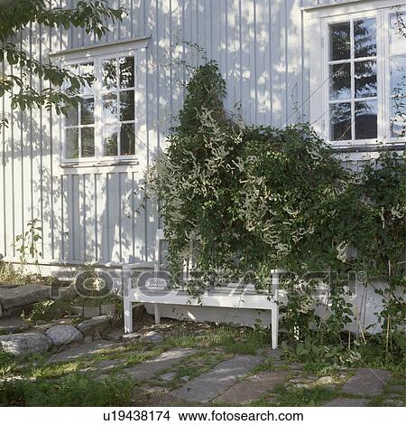 Whie wooden bench in front of Russian vine on white clapboard house View Large Photo Image Picture - Whie wooden bench in front of Russian vine on white clapboard house. Fotosearch