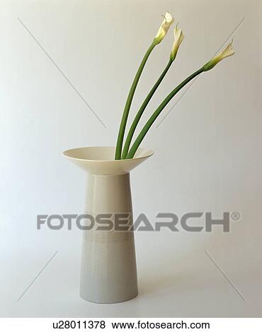 White calla lilies in white ceramic vase View Large Photo Image Stock Photo - White calla lilies in white ceramic vase. Fotosearch