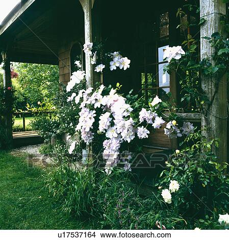 Picture - White clematis on veranda of country cottage. Fotosearch