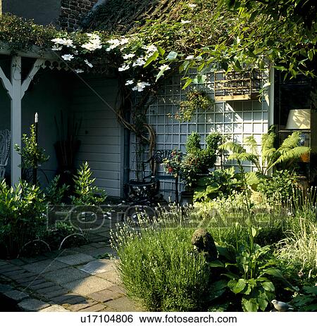 Stock Photograph - White clematis on veranda of courtyard garden with lavender. Fotosearch