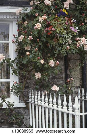 White iron railings in front of cottage with colourful plants in hanging basket and pink climbing Albertine rose View Large Photo Image Stock Image - White iron railings in front of cottage with colourful plants in hanging basket and pink climbing Albertine rose. Fotosearch