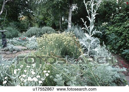 Stock Photo - White lychnis and cardoon in grey summer border with helichrysum and artemisia. Fotosearch