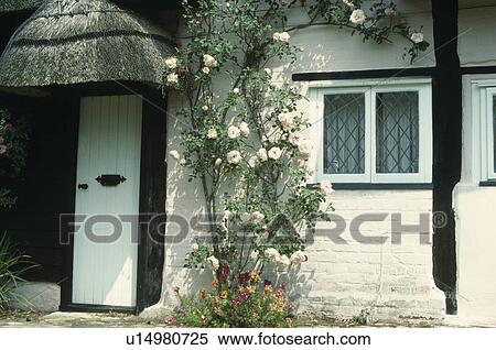 White roses on timbered cottage with thatched porch above white front door View Large Photo Image Stock Photography - White roses on timbered cottage with thatched porch above white front door. Fotosearch