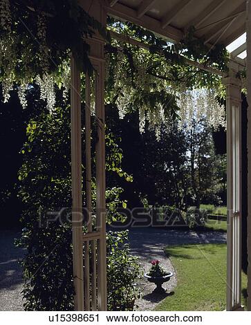 Stock Image - White wisteria on veranda of country house. Fotosearch