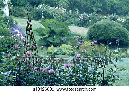 Willow wigwam and pink roses in border in large country garden in summer View Large Photo Image Stock Photography - Willow wigwam and pink roses in border in large country garden in summer. Fotosearch