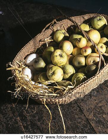 Windfall apples in woven wicker basket View Large Photo Image Stock Photo - Windfall apples in woven wicker basket. Fotosearch