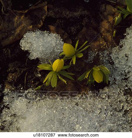 Winter aconites in snow View Large Photo Image Stock Photo - Winter aconites in snow. Fotosearch