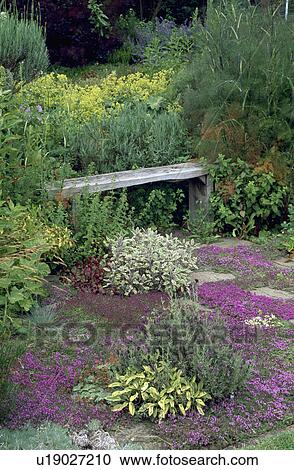 Stock Image - Wooden bench in scented country herb garden in summer. Fotosearch