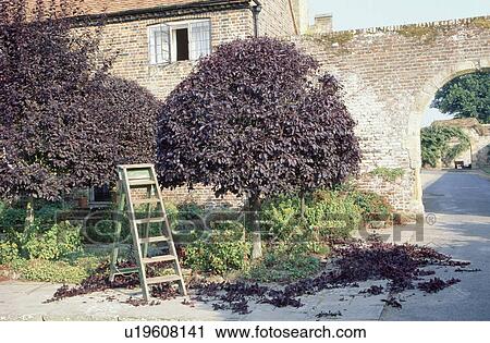 Wooden step ladder beside clipped tree with clippings on ground in courtyard garden View Large Photo Image Stock Image - Wooden step ladder beside clipped tree with clippings on ground in courtyard garden. Fotosearch